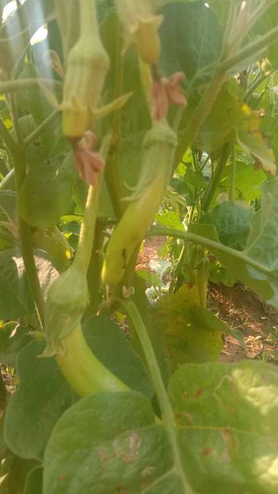 Helicoverpa Caterpillar - Brinjal