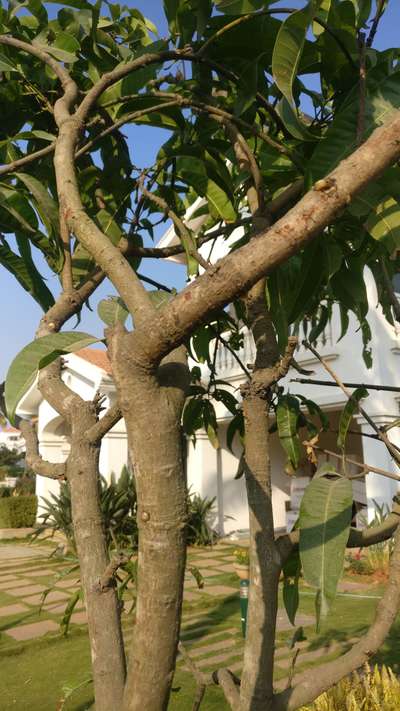 Dear all White colour gum is coming out from mango tree any control ...