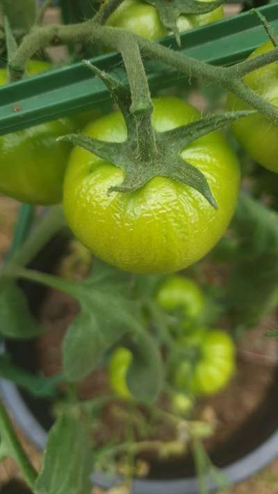 Boron Deficiency - Tomato