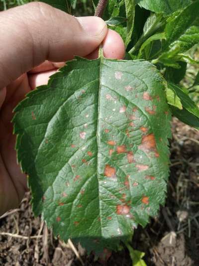 Anthracnose of Apple - Apple