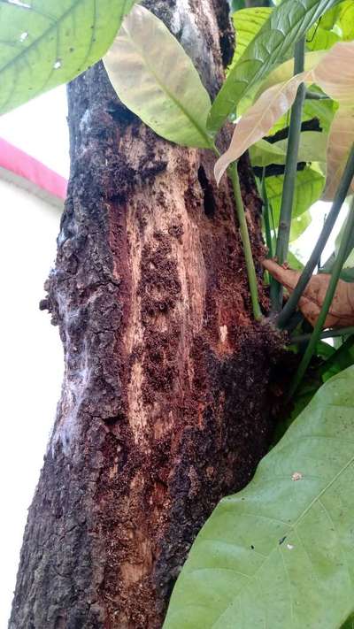 Fruit Tree Bark Beetle - Mango