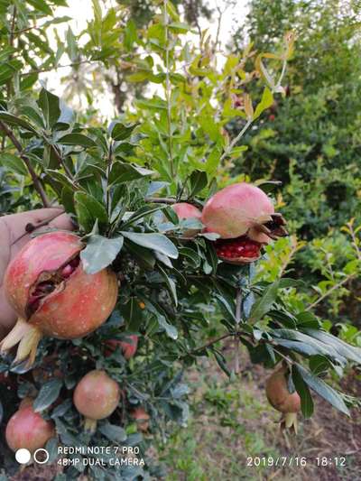 Boron Deficiency - Pomegranate