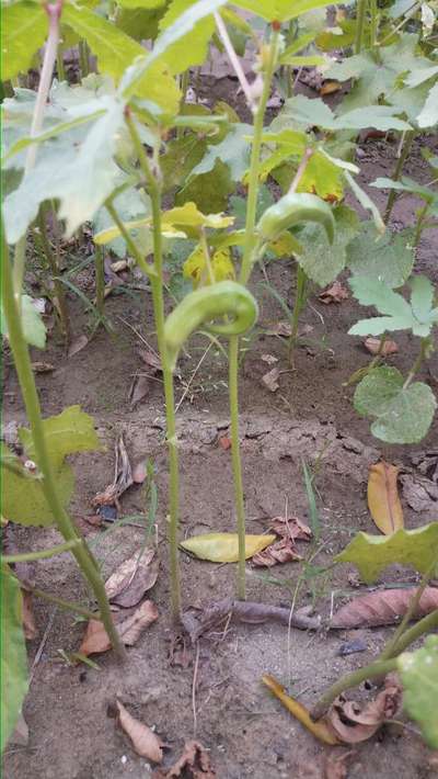 Boron Deficiency - Okra