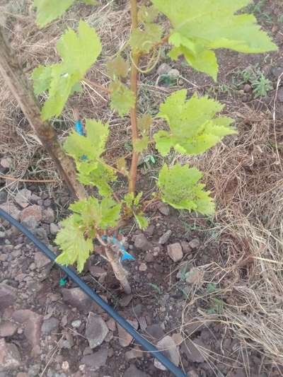 ಸಾರಜನಕ ಕೊರತೆ - ದ್ರಾಕ್ಷಿ