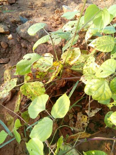 Flea Beetles - Bean