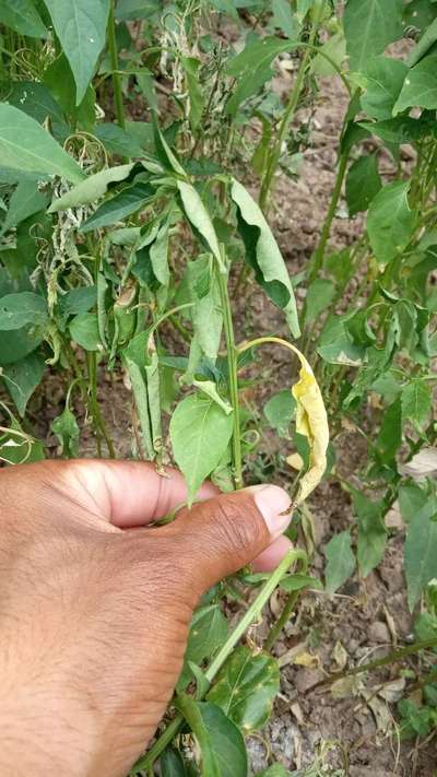 Bacterial Wilt - Capsicum & Chilli