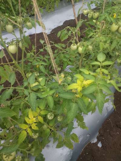 Sulfur Deficiency - Tomato