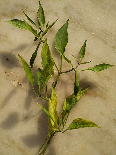 Tomato Yellow Leaf Curl Virus - Capsicum & Chilli