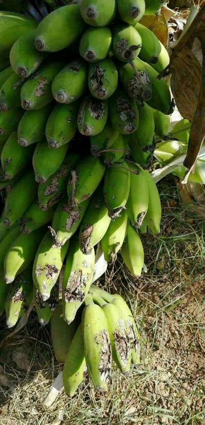 ಬಾಳೆ ಥ್ರಿಪ್ಸ್ ತುಕ್ಕು - ಬಾಳೆಹಣ್ಣು