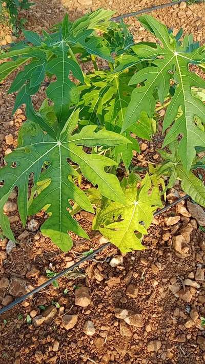 Nitrogen Deficiency - Papaya