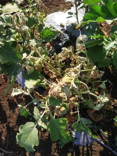 Fusarium Wilt - Brinjal