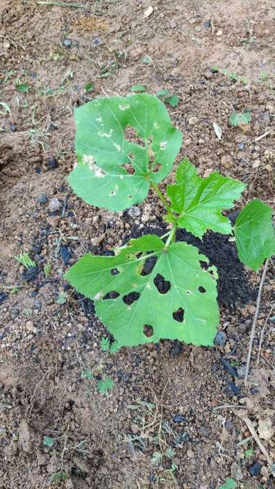 Flea Beetles - Okra