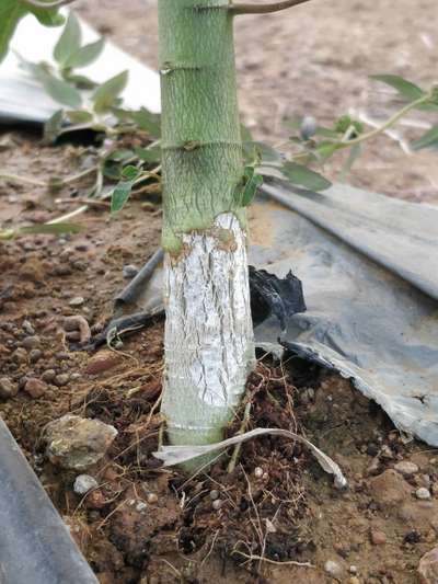 Phytophthora Crown and Root Rot - Papaya