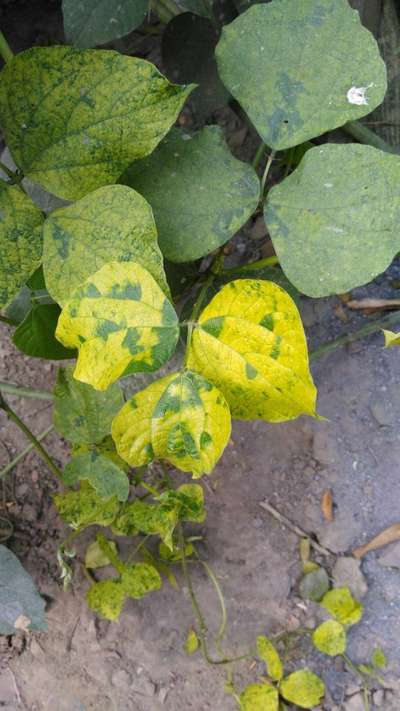 শিমের সোনালি মোজাইক ভাইরাস - শিম