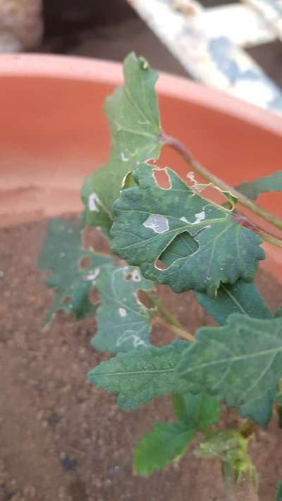 Leaf Miner Flies - Okra