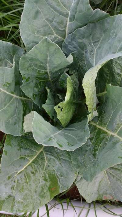 Cabbage White Butterfly - Cabbage