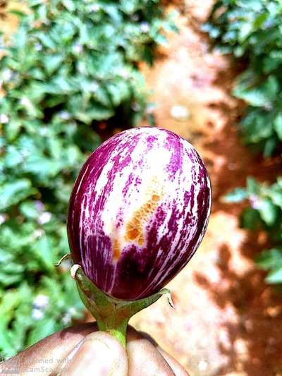 Leafhoppers and Jassids - Brinjal