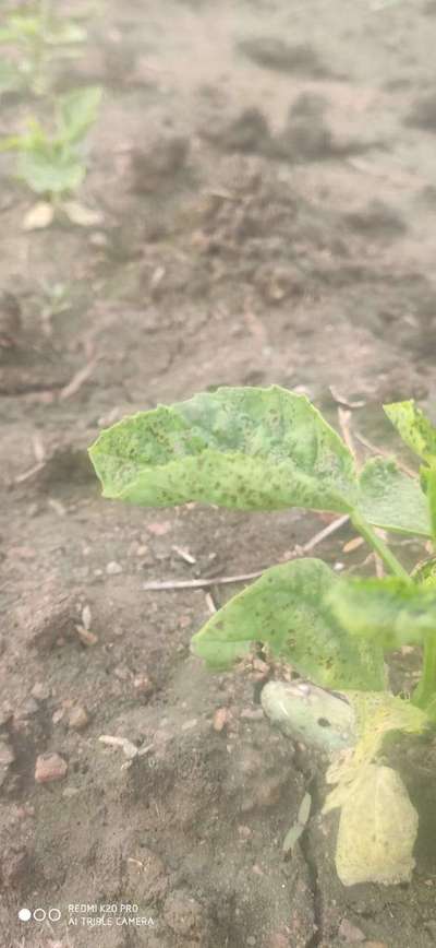 Black Spot Disease - Bean