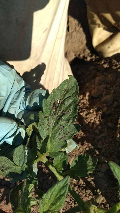 Mancha bacteriana - Tomate