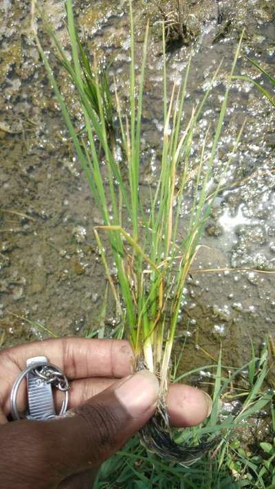 Stem Rot of Rice - Rice