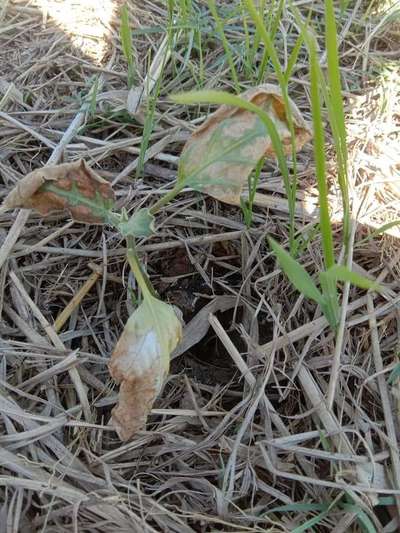 Verticillium Wilt - Brinjal