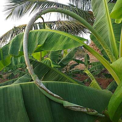 ಬೋರಾನ್ ಕೊರತೆ - ಬಾಳೆಹಣ್ಣು