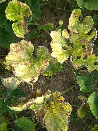 Downy Mildew of Cucurbits - Pumpkin