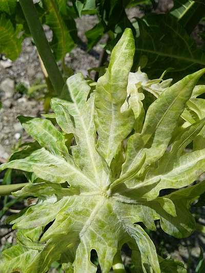 Powdery Mildew - Papaya