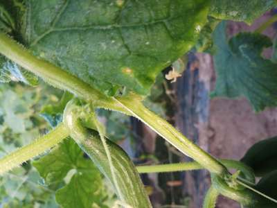 Gummy Stem Blight of Cucurbits - Cucumber