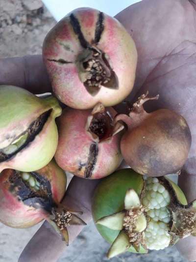 Fruit Cracking - Pomegranate