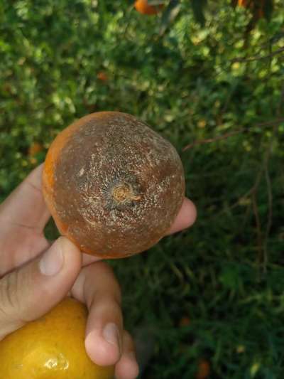 Citrus Rust Mite - Citrus