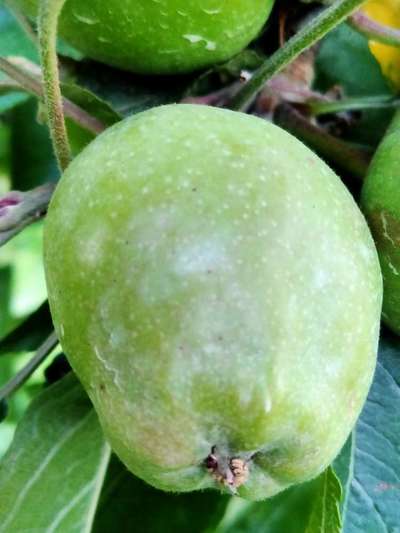 Calcium Deficiency - Apple