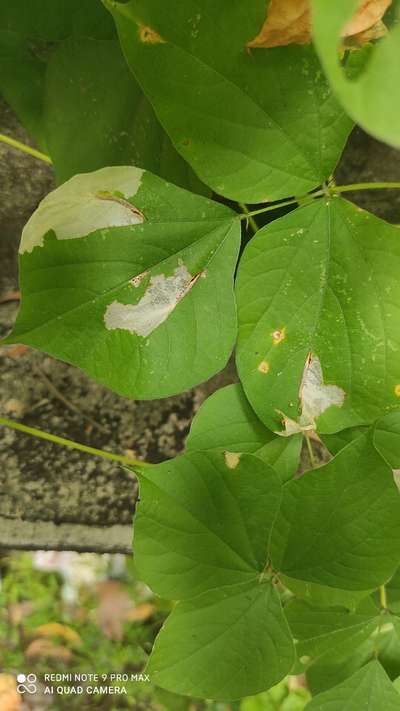 Bean Leaf Webber - Bean