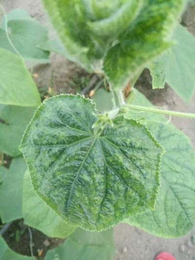 Cucumber Mosaic Virus - Cucumber