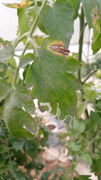 Leaf Miner Flies - Tomato