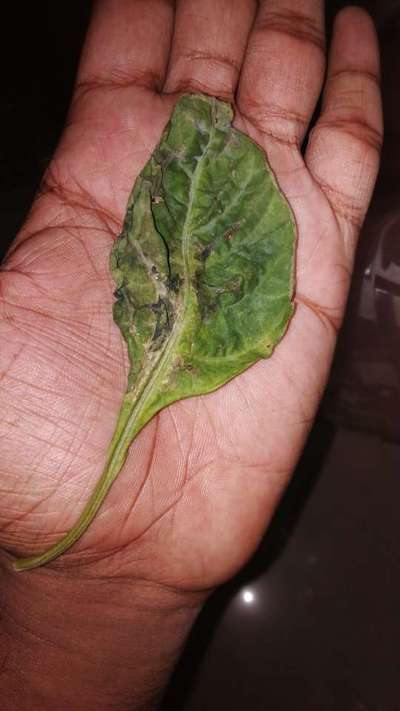 Anthracnose of Pepper - Capsicum & Chilli