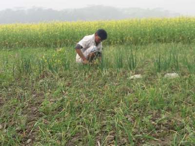 হোয়াইট রট রোগ - পেঁয়াজ