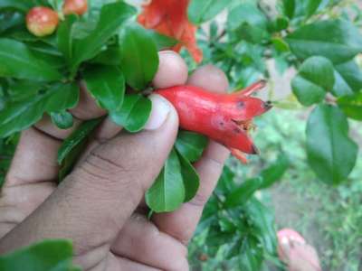 Anthracnose of Pomegranate - Pomegranate