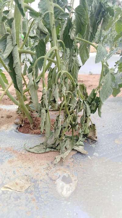 Fusarium Wilt - Tomato