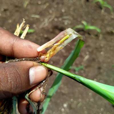 Damping-Off of Seedlings - Maize