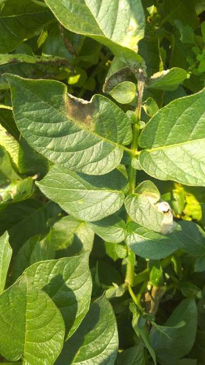 Potato Late Blight - Potato