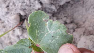 Leaf Miner Flies - Cotton