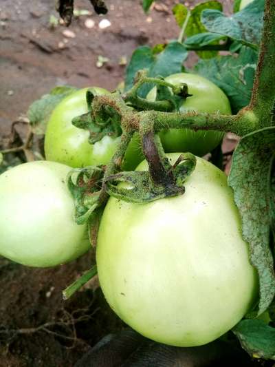 Tomato Late Blight - Tomato