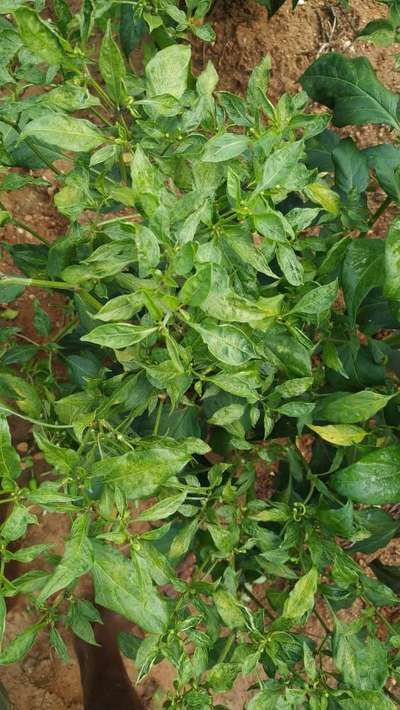 Broad Mite - Capsicum & Chilli