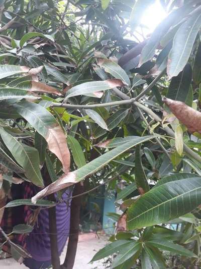 Mango Dieback Disease - Mango