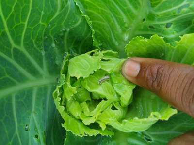 Tobacco Caterpillar - Cabbage