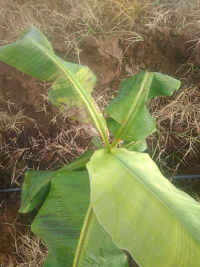 Calcium Deficiency - Banana