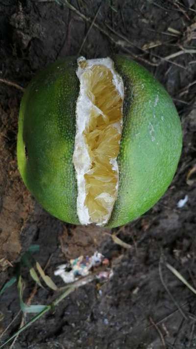 Fruit Cracking - Agrumes