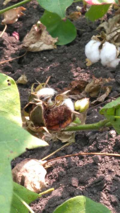 Pink Bollworm - Cotton