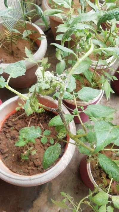 Powdery Mildew - Tomato